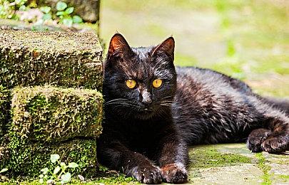 国产ACT游戏《暗影火炬城》 将于2022年Q3登陆NS平台